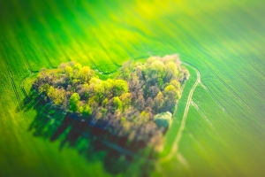 Najsynniejsze pole rzepaku w Polsce